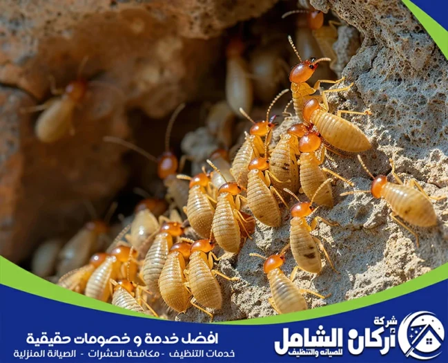 شركة مكافحة النمل الابيض بالدمام والخبر