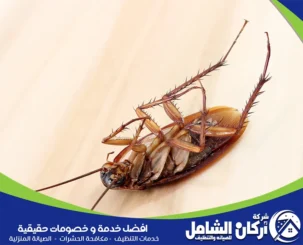 طرق التخلص من الحشرات المنزلية